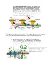 Intraląstelinis transportas 8 puslapis