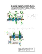 Intraląstelinis transportas 9 puslapis