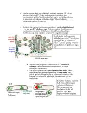Intraląstelinis transportas 10 puslapis