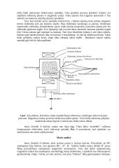 Jonų implantacijos technologijos 3 puslapis