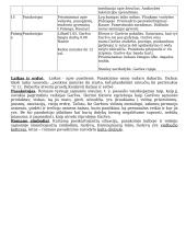 Kas būdinga Antano Škėmos kūrybai? 3 puslapis