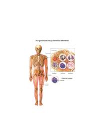 Kraujo ląstelių savybės 5 puslapis