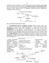 Kraujo klinikinio laboratorinio tyrimo reikšmė diagnozuojant įvairios kilmės anemijas 11 puslapis