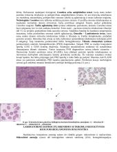 Kraujo klinikinio laboratorinio tyrimo reikšmė diagnozuojant įvairios kilmės anemijas 13 puslapis