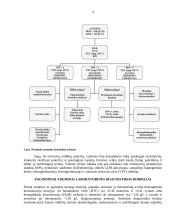 Kraujo klinikinio laboratorinio tyrimo reikšmė diagnozuojant įvairios kilmės anemijas 5 puslapis