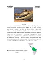 Krokodilų charakteristika 16 puslapis