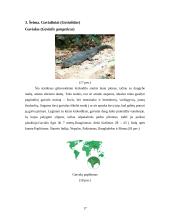 Krokodilų charakteristika 17 puslapis