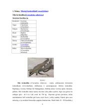 Krokodilų charakteristika 6 puslapis