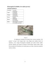 Krokodilų charakteristika 9 puslapis