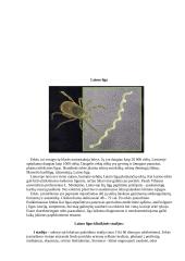 Laimo ligos borelijos 6 puslapis