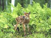 Kristijonas Donelaitis ’’Pavasario linksmybės’’  16 puslapis