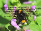 Kristijonas Donelaitis ’’Pavasario linksmybės’’  3 puslapis