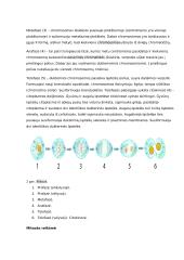 Ląstelės ciklas ir naujų ląstelių susidarymas 2 puslapis