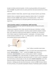 Ląstelės ciklas ir naujų ląstelių susidarymas 3 puslapis