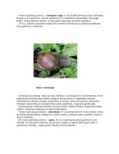 Moliuskų klasės 6 puslapis