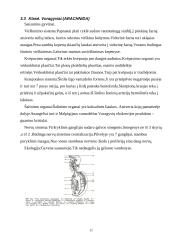 Nariuotakojų rūšys 11 puslapis