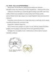 Nariuotakojų rūšys 12 puslapis