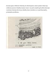 Nariuotakojų rūšys 14 puslapis