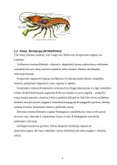 Nariuotakojų rūšys 6 puslapis