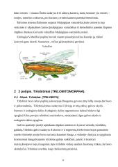 Nariuotakojų rūšys 8 puslapis