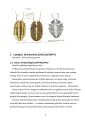 Nariuotakojų rūšys 9 puslapis