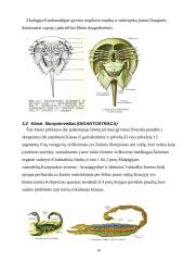 Nariuotakojų rūšys 10 puslapis