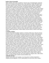 Dievų miškas (platus aprašymas) 13 puslapis