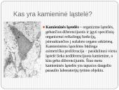 Gydymas kamieninėmis ląstelėmis 3 puslapis