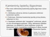 Gydymas kamieninėmis ląstelėmis 8 puslapis