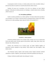 Viskas apie oro balionus 19 puslapis