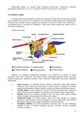 Palydovinės mobilaus ryšio informacijos perdavimo sistemos 12 puslapis