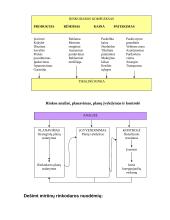 Pardavimai 13 puslapis