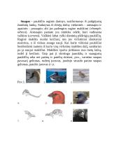 Paukščių snapai 2 puslapis