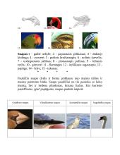 Paukščių snapai 3 puslapis