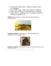 Paukščių snapai 4 puslapis