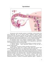 Prenatalinis periodas. Gimdymas 6 puslapis