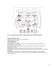 Radiologinis ginklas 14 puslapis