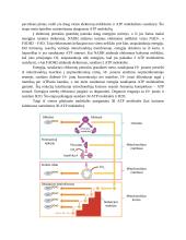 Ląstelinis kvėpavimas konspektas 2 puslapis