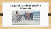 Vanduo augalų organizme 8 puslapis