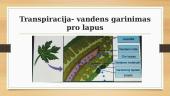 Vanduo augalų organizme 9 puslapis