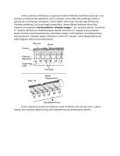 Akies ir klausos sistemos molekulinė fiziologija 2 puslapis