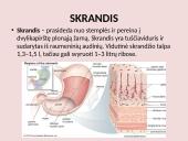Virškinimo sistema pristatymas 11 puslapis