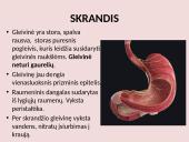 Virškinimo sistema pristatymas 12 puslapis