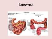 Virškinimo sistema pristatymas 14 puslapis
