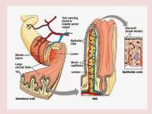 Virškinimo sistema pristatymas 16 puslapis