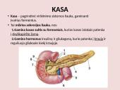 Virškinimo sistema pristatymas 17 puslapis