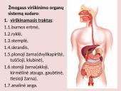 Virškinimo sistema pristatymas 4 puslapis