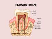 Virškinimo sistema pristatymas 7 puslapis