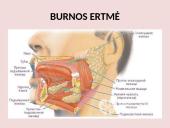 Virškinimo sistema pristatymas 8 puslapis