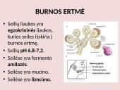 Virškinimo sistema pristatymas 9 puslapis